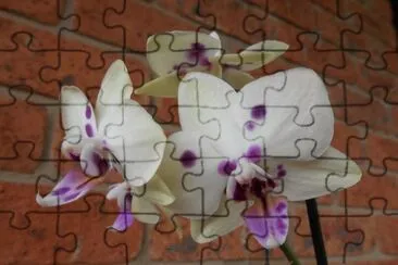 White and purple orchid, Australia