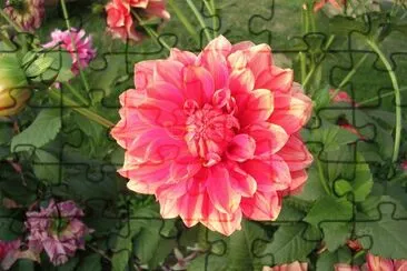 Salmon pink dahlia, Varanasi, India