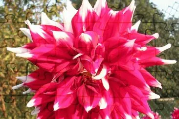 Red and white dahlia, Varanasi, India