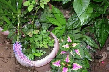 פאזל של Green leaves, India