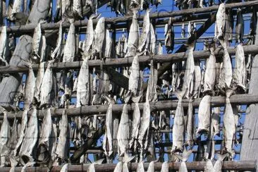 Fish drying, Lofoten, Norway jigsaw puzzle