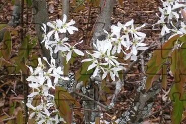 White blossoms, FlÃ¥m, Norway jigsaw puzzle