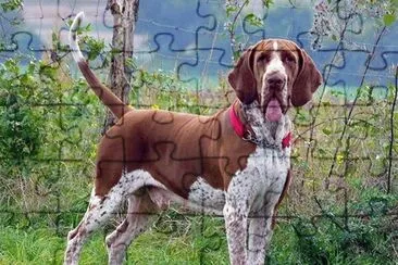 bracco italiano