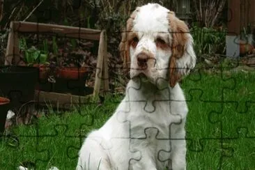 clumber spaniel