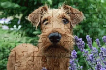 irish terrier