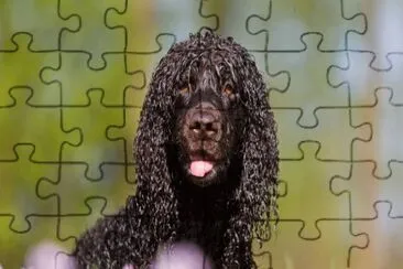 irish water spaniel