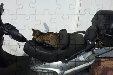 Cat on motorcycle