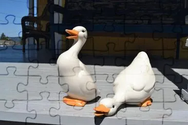 Ducks