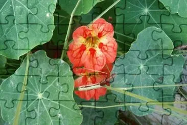 flowers jigsaw puzzle