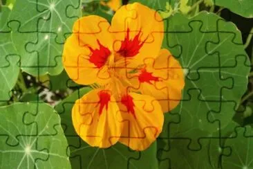 flowers jigsaw puzzle