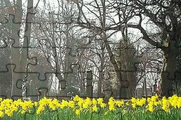 Daffodils at Stanton Rd Cemetery