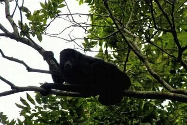 Howler Monkey