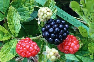 Wild berries