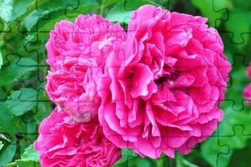 Wildroses growing on roadside2