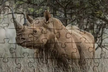 Rhino