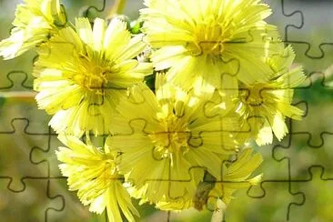 Small yellow wildflowers