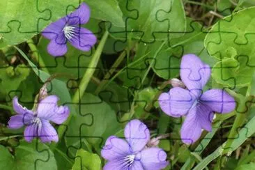 Wild violets