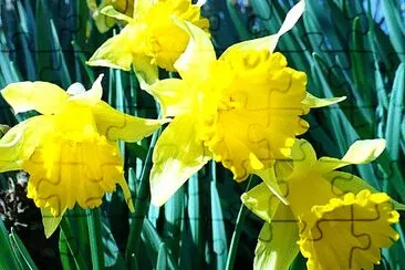 Small daffodils2