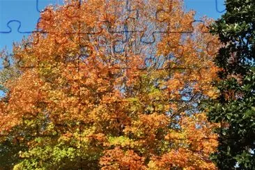 Maple and magnolia tree