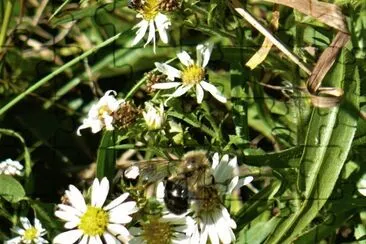 Bee on small daisy1