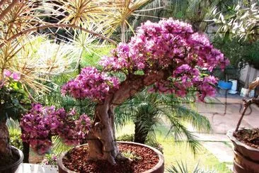 Bonsai de Buganvilha