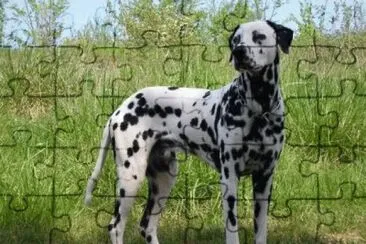 Dalmata