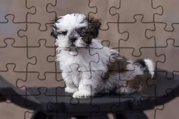 Shih tzu