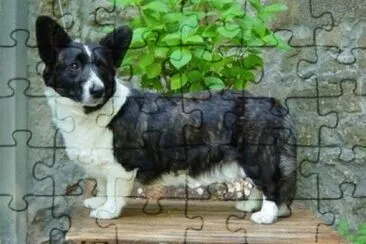 Pastore welsh corgi cardigan