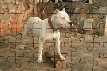 Dogo argentino