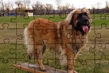 Leonberger