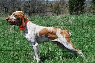 Bracco italiano