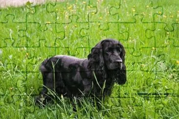 Field spaniel