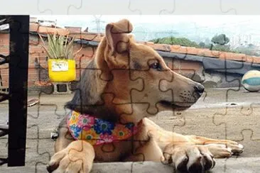 Cachorra traviesa