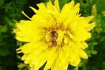 פאזל של Bee hiding in dandelion