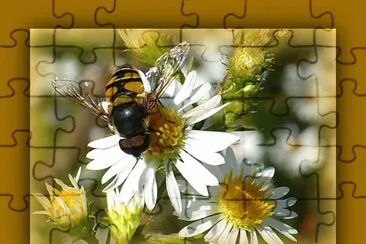 Bee on small daisy2