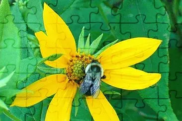 Bee on yellow flower4