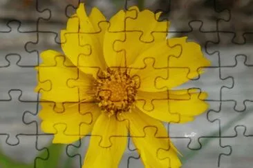 פאזל של Yellow flower1