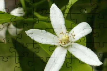 פאזל של Orange blossom