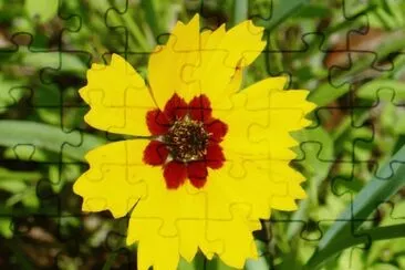 פאזל של Yellow flower2