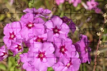 Phlox2