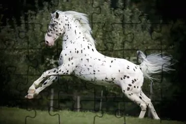 Appaloosa