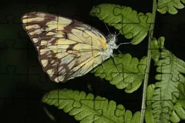 Belenois gitica