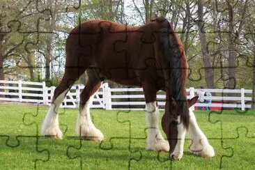 Clydesdale