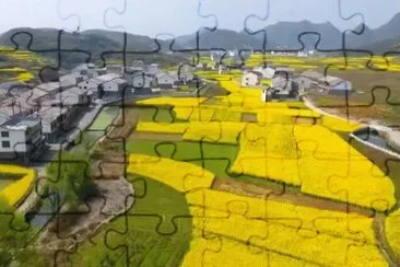 Rapeseed bloom in Ghanzhou