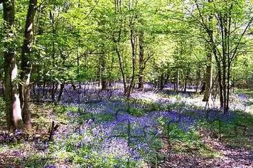 Bluebell Wood