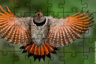 Northern Red Flicker jigsaw puzzle