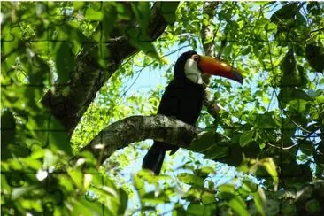 una linda ave de nuestro mundo el tucan