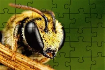 natureza jigsaw puzzle