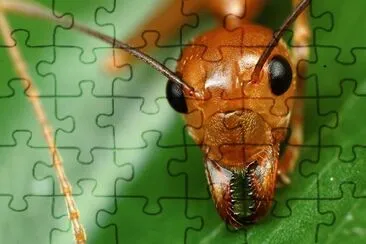 natureza jigsaw puzzle