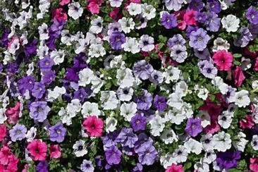 Petunias jigsaw puzzle